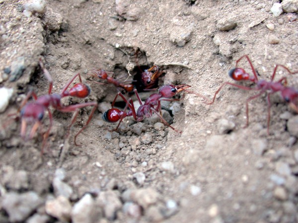 Bulldog Ants